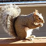 Photo of D. R. Brown